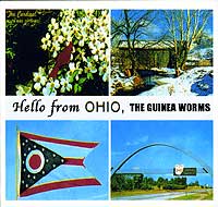 Guinea Worms 45